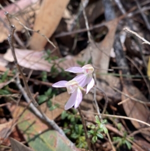 Caladenia carnea at Fitzroy Falls, NSW - suppressed