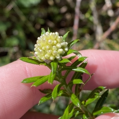 Cassinia denticulata (Stiff Cassinia) at Fitzroy Falls - 5 Oct 2023 by Tapirlord