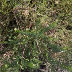 Cassinia denticulata at Fitzroy Falls, NSW - 5 Oct 2023 11:12 AM