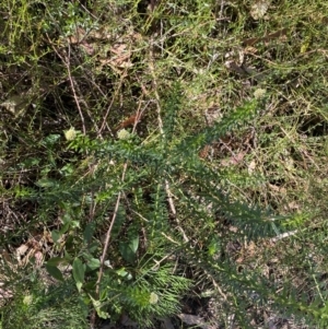 Cassinia denticulata at Fitzroy Falls, NSW - 5 Oct 2023