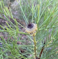 Isopogon anethifolius at Fitzroy Falls - 5 Oct 2023 by Tapirlord