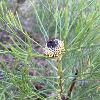 Isopogon anethifolius at Morton National Park - 5 Oct 2023 by Tapirlord