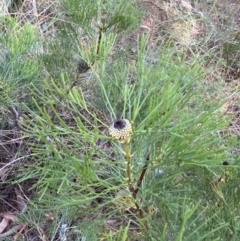 Isopogon anethifolius at Fitzroy Falls, NSW - 5 Oct 2023