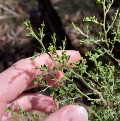 Bossiaea obcordata (Spiny Bossiaea) at Fitzroy Falls, NSW - 5 Oct 2023 by Tapirlord