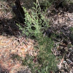 Bossiaea obcordata at Fitzroy Falls, NSW - 5 Oct 2023 11:10 AM