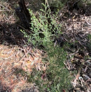 Bossiaea obcordata at Fitzroy Falls, NSW - 5 Oct 2023 11:10 AM