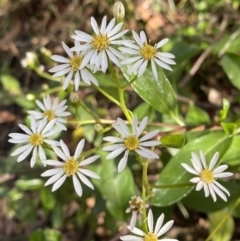 Olearia elliptica (Sticky Daisy Bush) at Wingecarribee Local Government Area - 5 Oct 2023 by Tapirlord