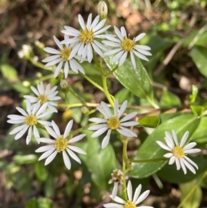 Olearia elliptica at Fitzroy Falls, NSW - 5 Oct 2023