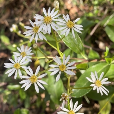 Olearia elliptica (Sticky Daisy Bush) at Fitzroy Falls - 5 Oct 2023 by Tapirlord