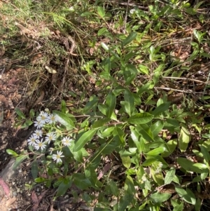 Olearia elliptica at Fitzroy Falls, NSW - 5 Oct 2023 11:10 AM