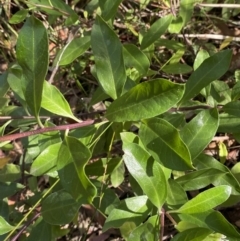 Olearia elliptica at Fitzroy Falls, NSW - 5 Oct 2023