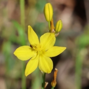 Bulbine bulbosa at Chiltern, VIC - 29 Oct 2023