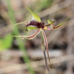 Caladenia tentaculata (Fringed Spider Orchid) at Chiltern-Mt Pilot National Park - 29 Oct 2023 by KylieWaldon