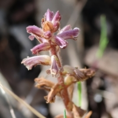 Orobanche minor (Broomrape) at Chiltern, VIC - 28 Oct 2023 by KylieWaldon