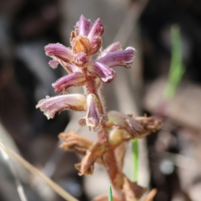 Orobanche minor (Broomrape) at Chiltern, VIC - 28 Oct 2023 by KylieWaldon