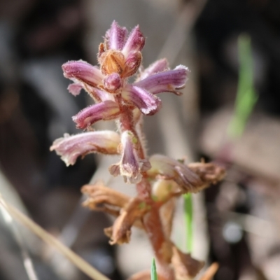 Orobanche minor (Broomrape) at Chiltern-Mt Pilot National Park - 28 Oct 2023 by KylieWaldon