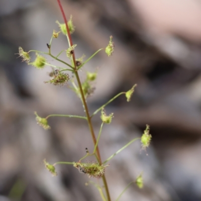Drosera sp. (A Sundew) at Chiltern, VIC - 28 Oct 2023 by KylieWaldon