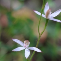 Caladenia moschata (Musky Caps) at Chiltern, VIC - 29 Oct 2023 by KylieWaldon