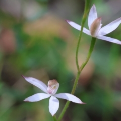 Caladenia moschata (Musky Caps) at Chiltern, VIC - 28 Oct 2023 by KylieWaldon