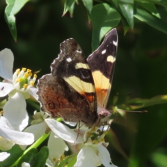 Vanessa itea (Yellow Admiral) at QPRC LGA - 31 Oct 2023 by MatthewFrawley