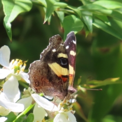 Vanessa itea at Braidwood, NSW - 31 Oct 2023