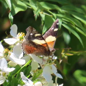 Vanessa itea at Braidwood, NSW - 31 Oct 2023