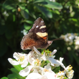 Vanessa itea at Braidwood, NSW - 31 Oct 2023