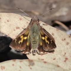 Unidentified Skipper (Hesperiidae) at Chiltern, VIC - 28 Oct 2023 by KylieWaldon