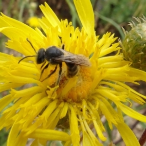 Lasioglossum (Chilalictus) lanarium at Molonglo Valley, ACT - 30 Oct 2023