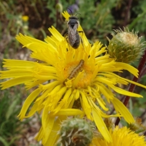 Lasioglossum (Chilalictus) lanarium at Molonglo Valley, ACT - 30 Oct 2023