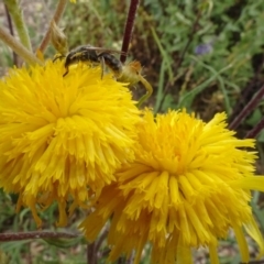 Lasioglossum (Chilalictus) lanarium at Molonglo Valley, ACT - 30 Oct 2023