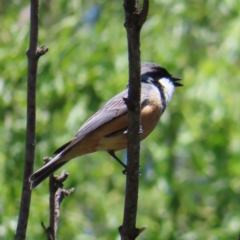 Pachycephala rufiventris (Rufous Whistler) at QPRC LGA - 31 Oct 2023 by MatthewFrawley