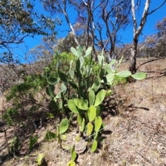 Opuntia ficus-indica (Indian Fig, Spineless Cactus) at Conder, ACT - 31 Oct 2023 by HarleyB