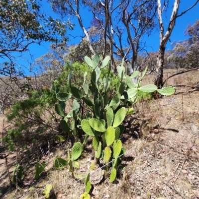 Opuntia ficus-indica (Indian Fig, Spineless Cactus) at Conder, ACT - 31 Oct 2023 by HarleyB