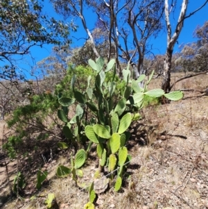 Opuntia ficus-indica at Conder, ACT - 31 Oct 2023