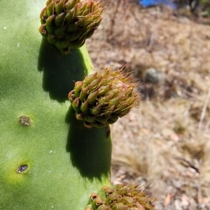 Opuntia ficus-indica at Conder, ACT - 31 Oct 2023