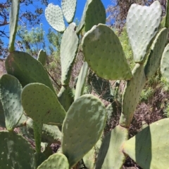 Opuntia ficus-indica at Conder, ACT - 31 Oct 2023