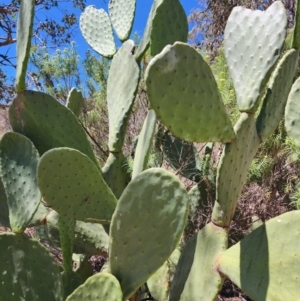 Opuntia ficus-indica at Conder, ACT - 31 Oct 2023