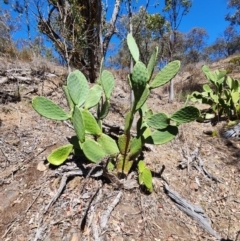 Opuntia ficus-indica (Indian Fig, Spineless Cactus) at Rob Roy Range - 31 Oct 2023 by HarleyB