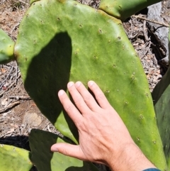 Opuntia ficus-indica at Conder, ACT - 31 Oct 2023 01:38 PM