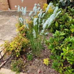 Ixia sp. at Hughes, ACT - 30 Oct 2023 by HarleyB