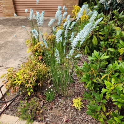 Ixia sp. at Hughes, ACT - 30 Oct 2023 by HarleyB