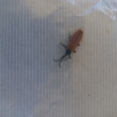 Porrostoma sp. (genus) (Lycid, Net-winged beetle) at Duffy, ACT - 31 Oct 2023 by RaeleneChetland