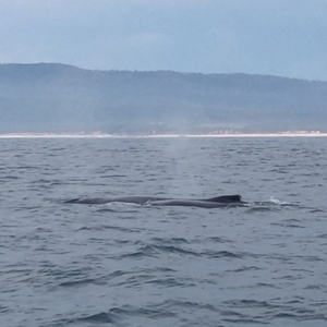 Megaptera novaeangliae at Merimbula, NSW - 12 Oct 2023