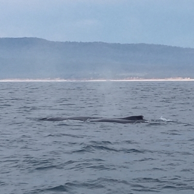 Megaptera novaeangliae (Humpback Whale) at Merimbula, NSW - 12 Oct 2023 by michaelb