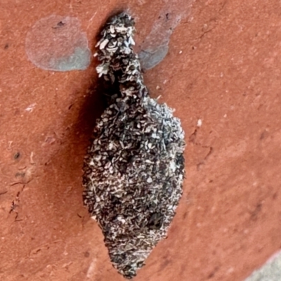 Cebysa leucotelus (Australian Bagmoth) at Aranda, ACT - 31 Oct 2023 by KMcCue