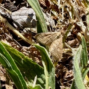 Scopula rubraria at Aranda, ACT - 31 Oct 2023