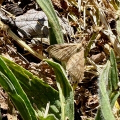 Scopula rubraria (Reddish Wave, Plantain Moth) at Aranda, ACT - 31 Oct 2023 by KMcCue