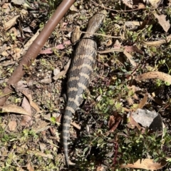 Tiliqua scincoides scincoides (Eastern Blue-tongue) at GG182 - 31 Oct 2023 by KMcCue
