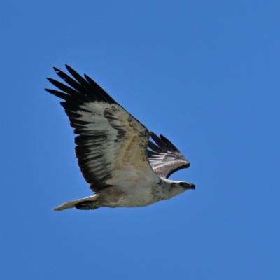 Haliaeetus leucogaster (White-bellied Sea-Eagle) at Narooma, NSW - 23 Oct 2023 by davidcunninghamwildlife